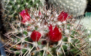 DSC06073Mammillaria polythele