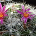 DSC06074Mammillaria kraehenbuehlii