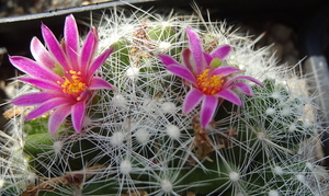 DSC06074Mammillaria kraehenbuehlii