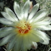 DSC06075Thelocactus setispinus var. setaceus