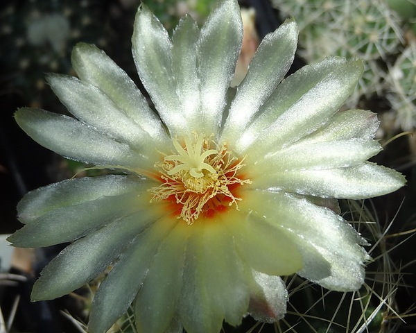 DSC06075Thelocactus setispinus var. setaceus