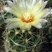 DSC06148Thelocactus setispinus var. setaceus