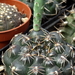 DSC06174Gymnocalycium leptanthum