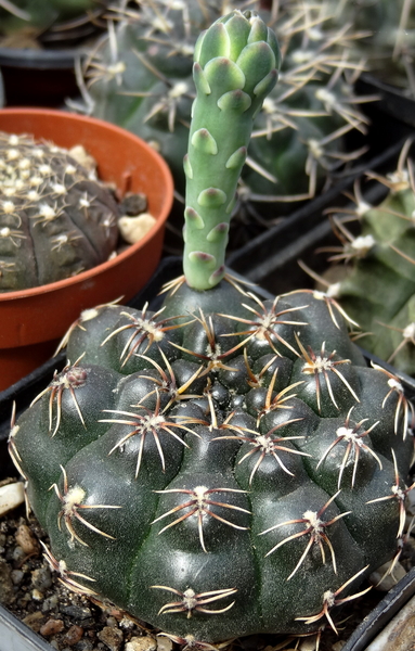 DSC06174Gymnocalycium leptanthum