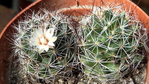 DSC06177Mammillaria mathildae