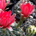 DSC06184Gymnocalycium baldianum