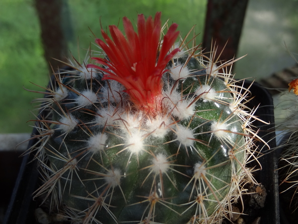 DSC06282Parodia stuemeri ssp. tilcarensis