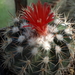 DSC06284Parodia stuemeri ssp. tilcarensis