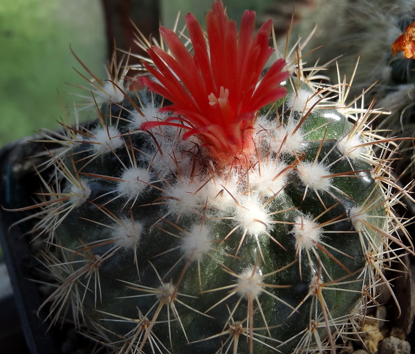 DSC06284Parodia stuemeri ssp. tilcarensis