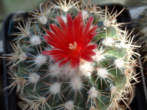 DSC06283Parodia stuemeri ssp. tilcarensis