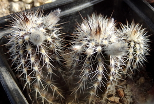 DSC06285Setiechinopsis mirabilis