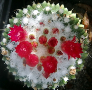 DSC06286Mammillaria polythele cv. Toluca