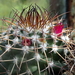 DSC06290Mammillaria polythele