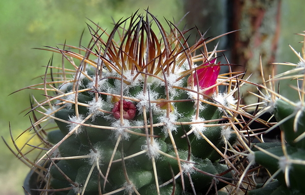 DSC06290Mammillaria polythele