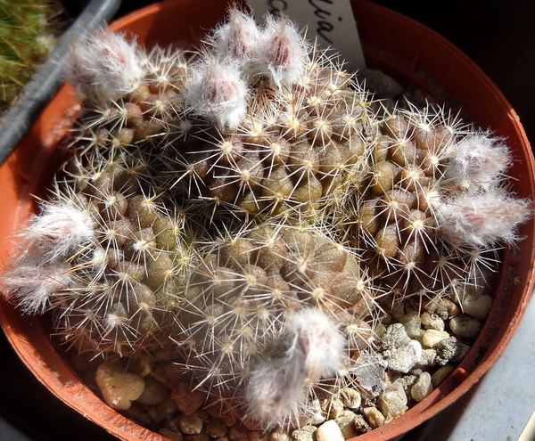 DSC06287Parodia caparaniana