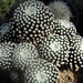 DSC06296Mammillaria luethyi