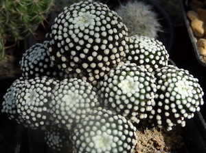 DSC06296Mammillaria luethyi