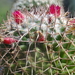 DSC06292Mammillaria polythele