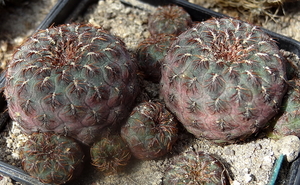 DSC06300Sulcorebutia rauschii