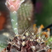 DSC06302Gymnocalycium mihanovichii