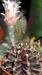 DSC06302Gymnocalycium mihanovichii