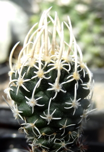 DSC06303Pediocactus (Navajoa) peeblesianus ssp. fickeisenii SB469