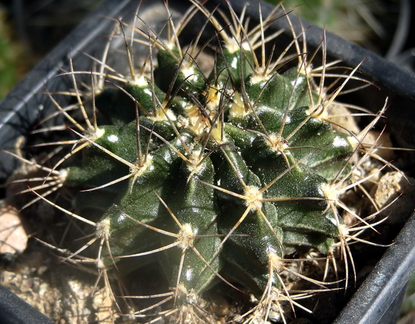 Gymnocalycium griseo-pallidum