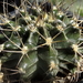 Gymnocalycium griseo-pallidum