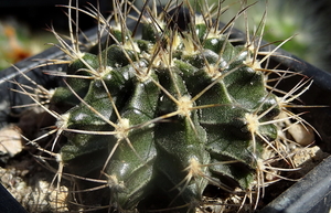 Gymnocalycium griseo-pallidum