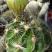 DSC06309Hamatocactus setispinus