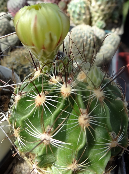 DSC06309Hamatocactus setispinus