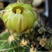 DSC06310Hamatocactus setispinus