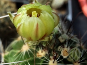 DSC06310Hamatocactus setispinus