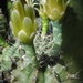 DSC06314Gymnocalycium mihanovichii STO 1212