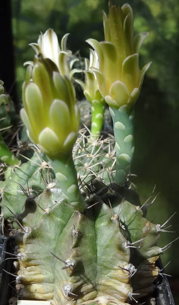 DSC06314Gymnocalycium mihanovichii STO 1212