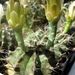 DSC06312Gymnocalycium mihanovichii STO 1212