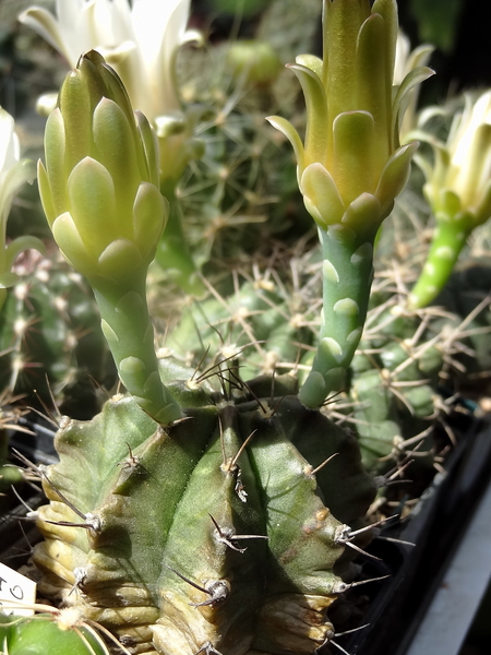 DSC06312Gymnocalycium mihanovichii STO 1212