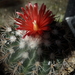 DSC06316Parodia stuemeri ssp. tilcarensis