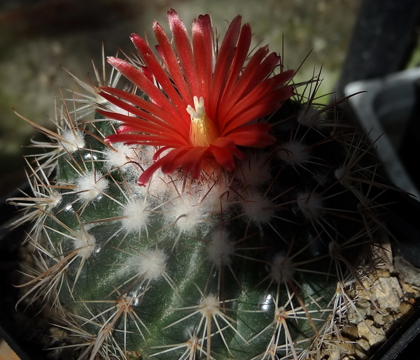 DSC06316Parodia stuemeri ssp. tilcarensis