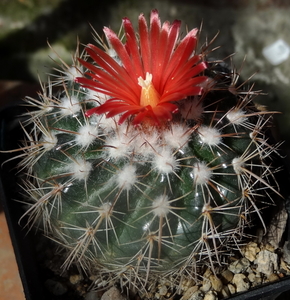 DSC06317Parodia stuemeri ssp. tilcarensis