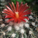 DSC06321Parodia stuemeri ssp. tilcarensis