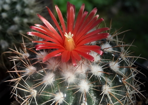 DSC06321Parodia stuemeri ssp. tilcarensis