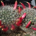 DSC06322Mammillaria nana