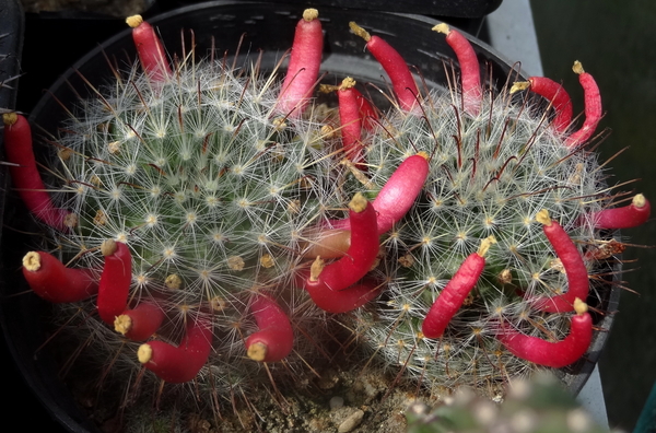 DSC06322Mammillaria nana