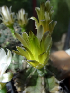 DSC06327Gymnocalycium mihanovichii STO 1212