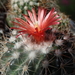 DSC06329Parodia stuemeri ssp. tilcarensis