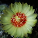 DSC06330Hamatocactus setispinus