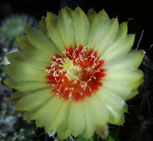 DSC06330Hamatocactus setispinus