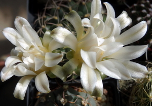 DSC06364Gymnocalycium anisitsi