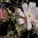 DSC06365Gymnocalycium friedrichii